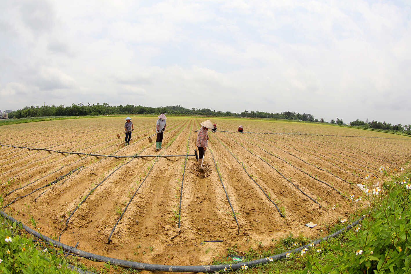 4月25日,农民在广西钦州市钦南区下南山村春玉米地劳作 。(邓蕾雅摄).jpg