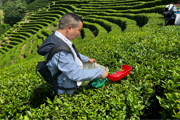 勉县茶叶机械化采摘现场会2.png