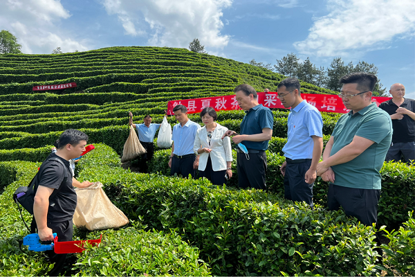 勉县茶叶机械化采摘现场会.png