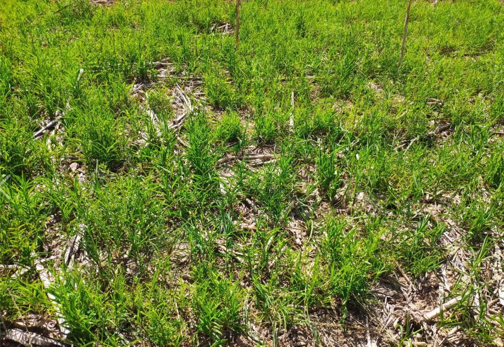 合阳县中药材.jpg 合阳县中药材.jpg