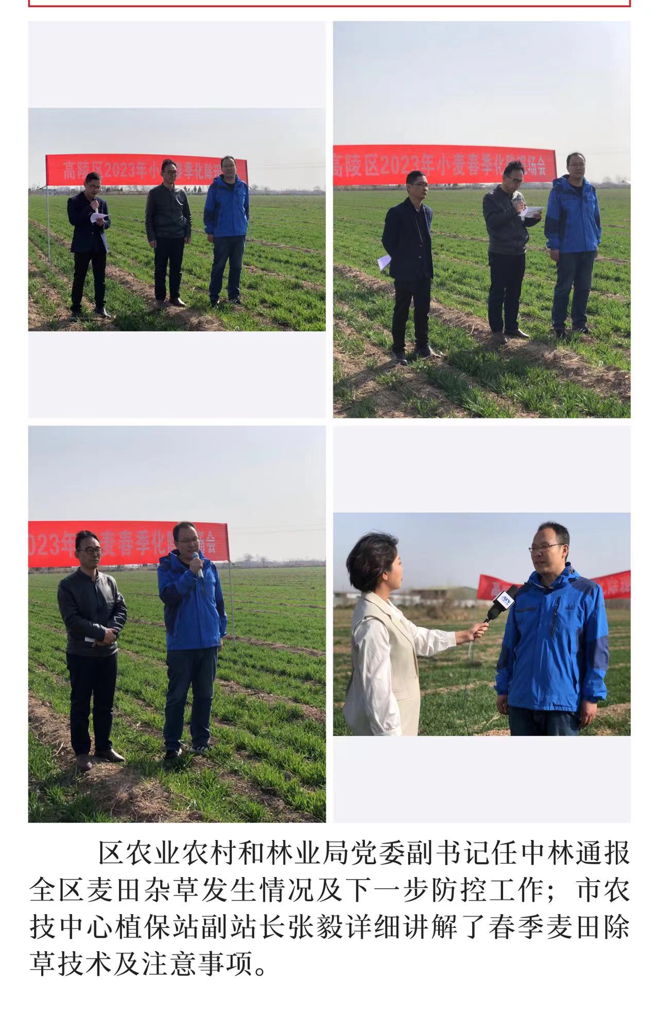 3.3高陵区麦田化除现场会1.jpg 3.3高陵区麦田化除现场会1.jpg