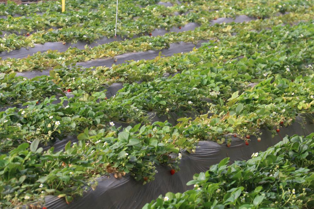 应季草莓别样红