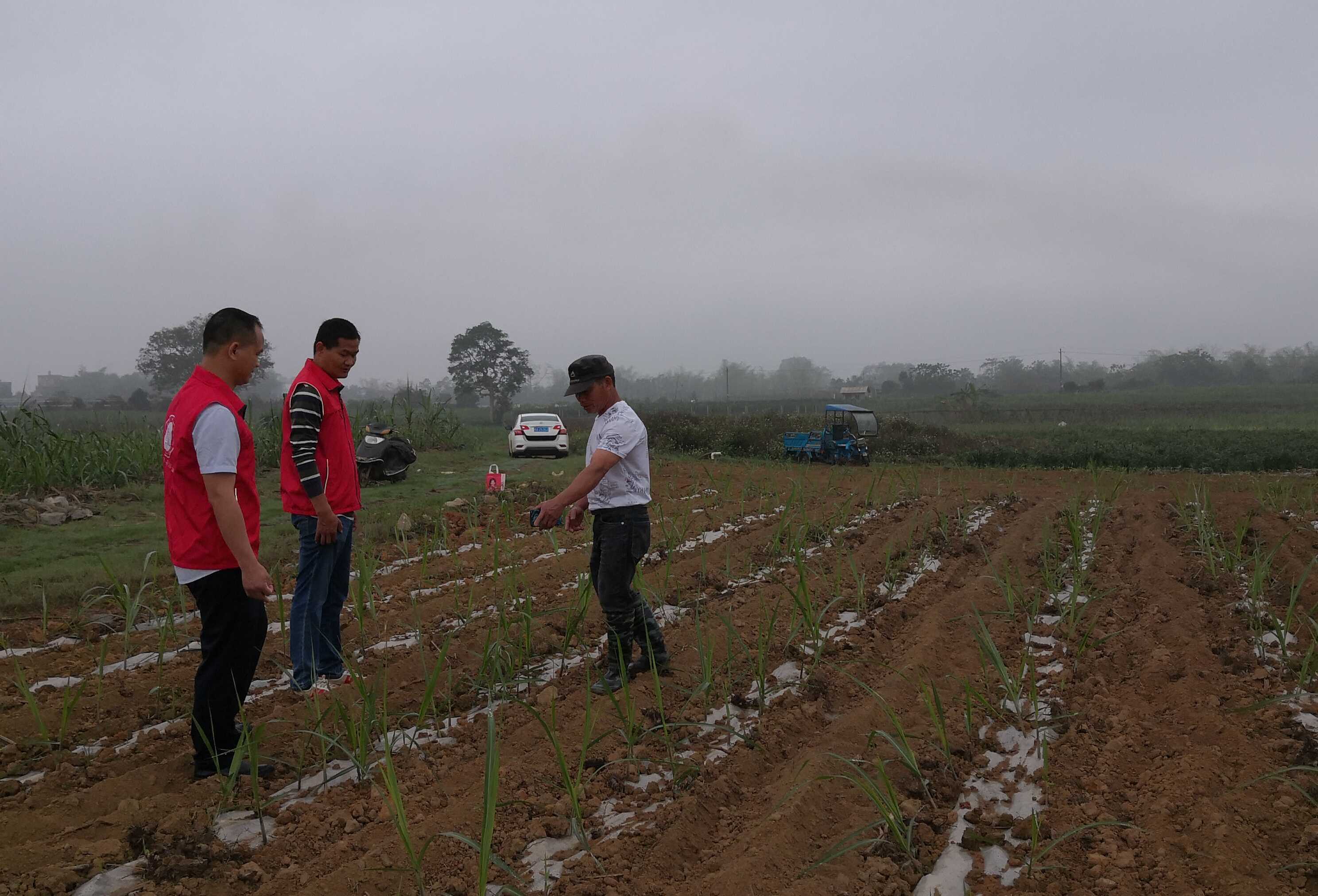 在龙州镇河屯村调查甘蔗出苗情况.jpg