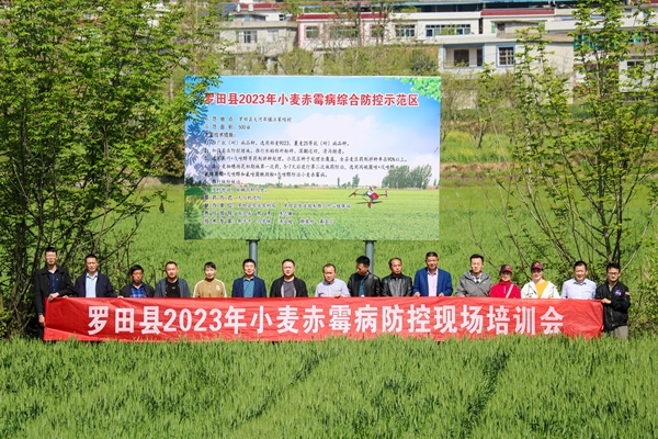 罗田小麦赤霉病-1_副本.jpg