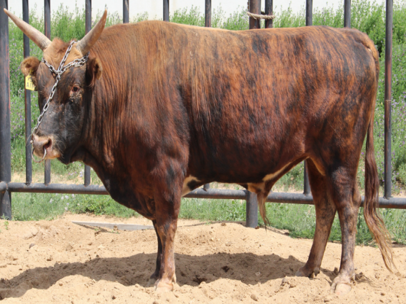 蒙古牛冷冻精液成功“穿越”10年