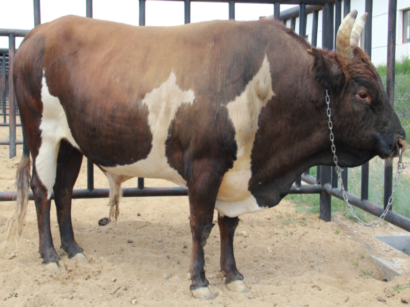 蒙古牛冷冻精液成功“穿越”10年