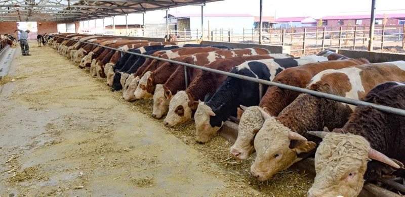 宁城县高效发展肉牛产业