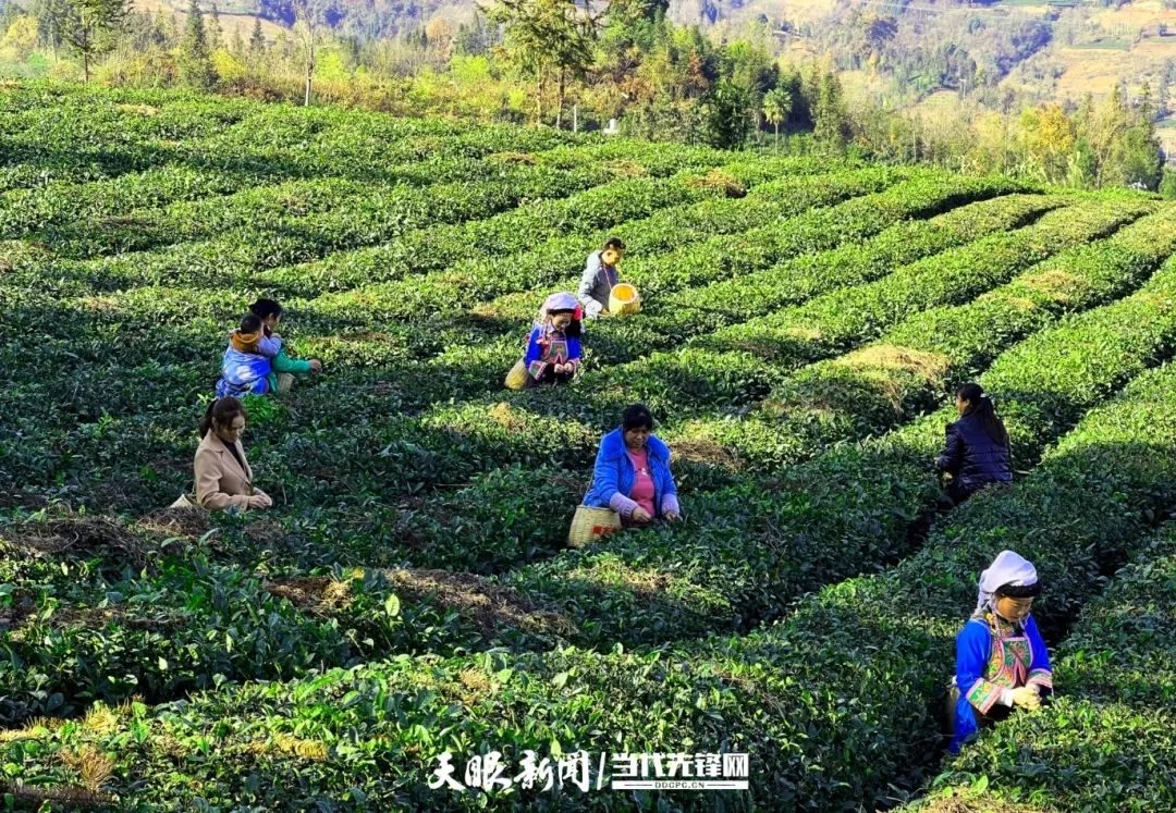 普安：真抓实干以茶产业发展助推乡村振兴