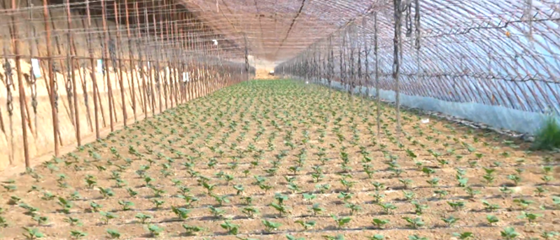 刚刚定植的茄子棚室