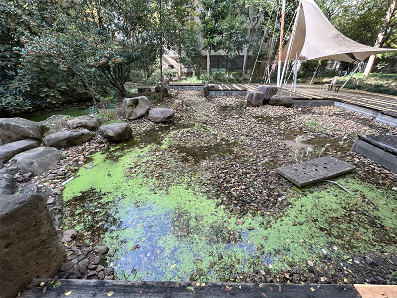 合肥市蜀山区荷叶地街道丹青花园干涸杂乱的池塘。受访者供图