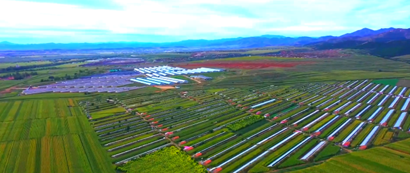 宁城县设施农业蓬勃发展