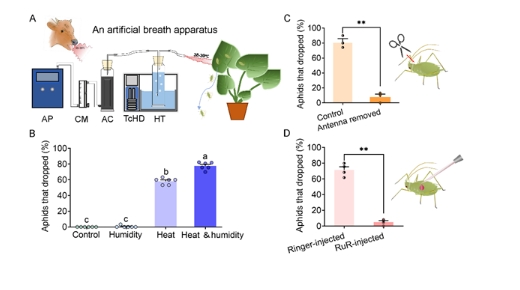 蚜虫抵御哺乳动物的“热力警报”策略 蚜虫抵御哺乳动物的“热力警报”策略