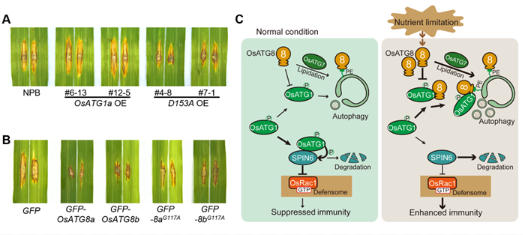 水稻自噬组分通过非自噬途径调控免疫