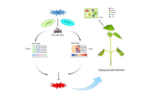 DNA甲基化动态调控棉花耐盐性 DNA甲基化动态调控棉花耐盐性