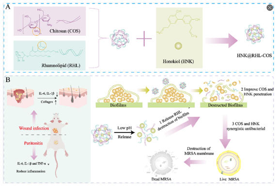 多功能无抗纳米粒可高效精准防控耐药菌