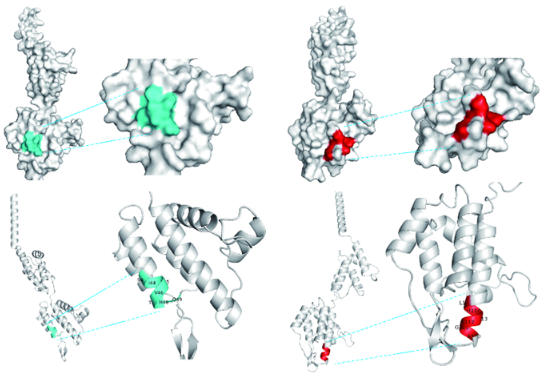 新靶点助力猫白血病病毒精准检测