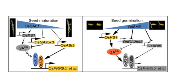关键蛋白提升水稻种子萌发率
