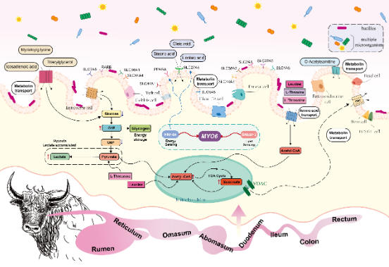牦牛胃肠道里隐藏的高原生存密码