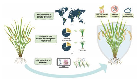 解锁智能时代下种质资源在杂交稻育种中的创新路径