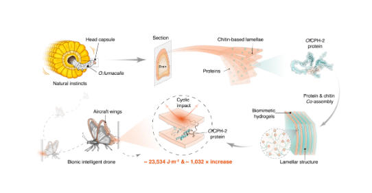 超强耐冲击仿生水凝胶研制成功 抗冲击性能提高超千倍 超强耐冲击仿生水凝胶研制成功 抗冲击性能提高超千倍