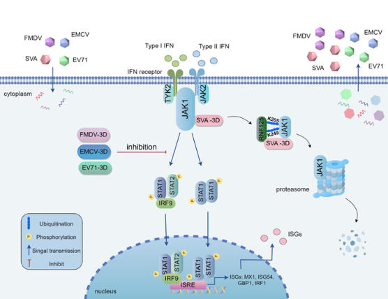 老蛋白新功能:病毒逃逸的“秘密武器” 老蛋白新功能:病毒逃逸的“秘密武器”