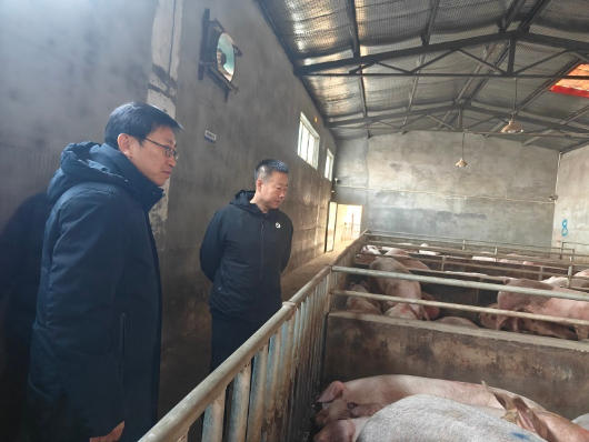 志林副主任带队开展畜禽屠宰“四不两直”突击检查行动2