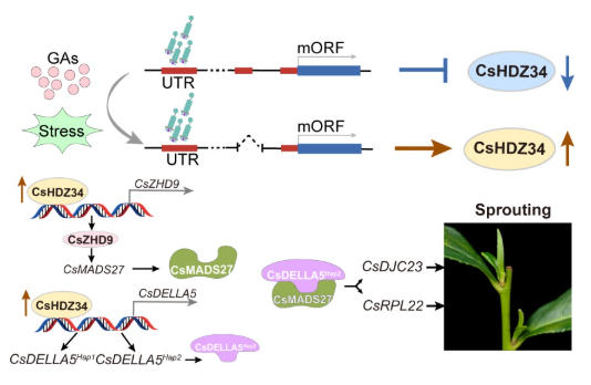 赤霉素调控茶树春季芽萌发 赤霉素调控茶树春季芽萌发