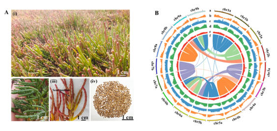 首个四倍体盐角草完整基因组发布